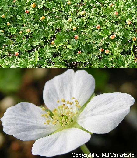 Rubus chamaemorus   'Nyby'